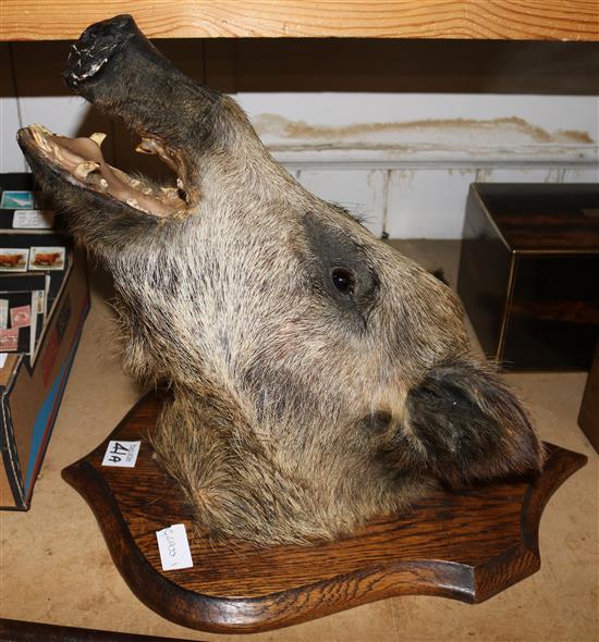 Boars head